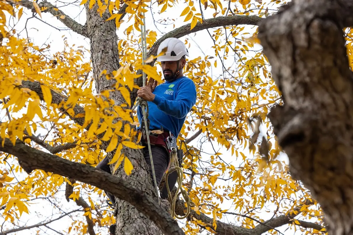 Skilled Tree Planting crew working in Lawton