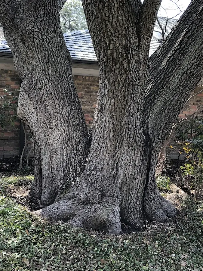 Mature heritage tree close to a Lawton property cared for by certified arborists