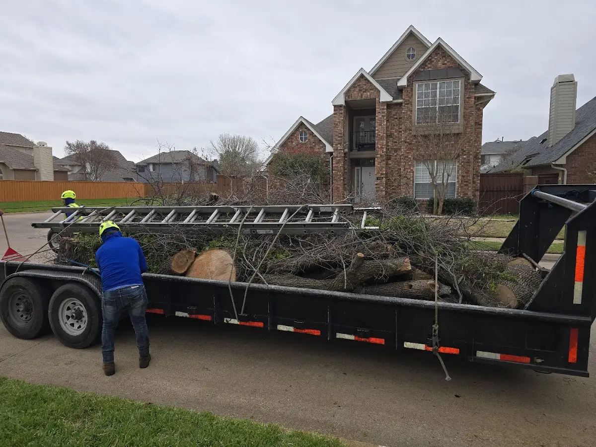 Expert Tree Removal with proper safety equipment in Lawton